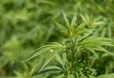 Gummies that help to alleviate stress and anxiety