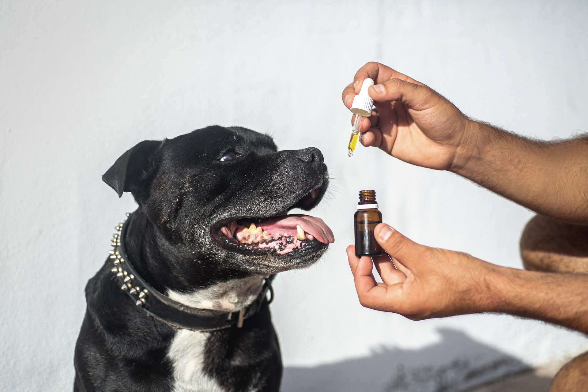 CBD Oil For Dogs